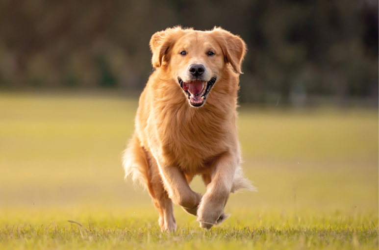 GedragsTHERAPIE  voor Honden  Professionele Hulp op Maat